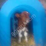 домики для телят и вольеры