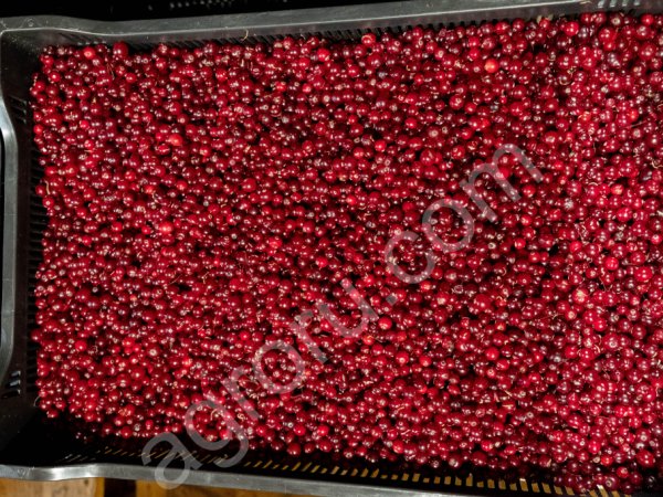 Клюква ручной переборки, охлажденная
