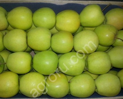 Яблоки Голден Делишес