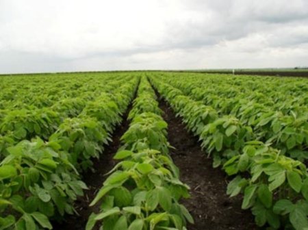 США: посевы сои могут оказаться большими, чем ожидалось ранее