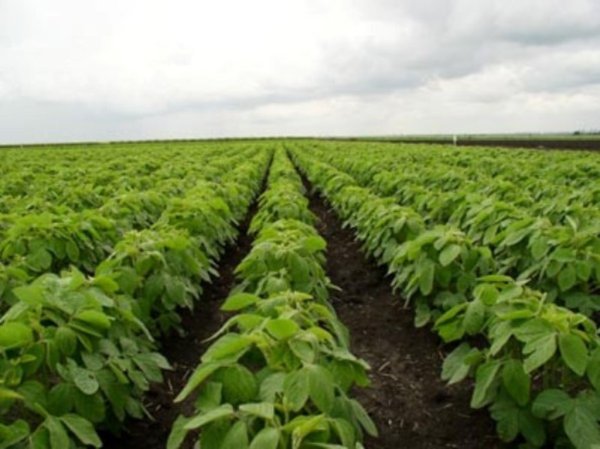 США: посевы сои могут оказаться большими, чем ожидалось ранее