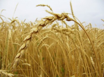 Франция подсчитывает потери зерна