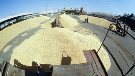 На элеваторах Ставропольского края хранится более 1,1 млн тонн зерна