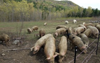 Фермер из Верхнеуслонского района РТ намерен разводить вьетнамских травоядных свиней