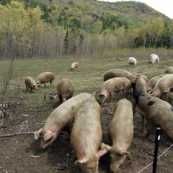 Фермер из Верхнеуслонского района РТ намерен разводить вьетнамских травоядных свиней