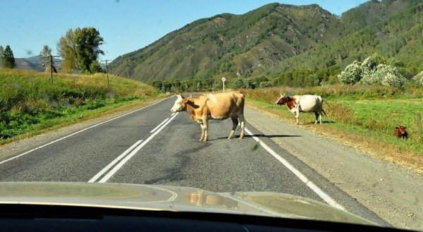 Проданная корова сбежала из Кочпона в Максаковку