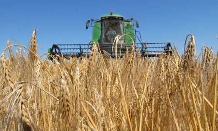 Закупочные интервенции: ГИФ продолжает активно пополняться