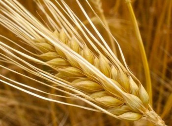 Хлеборобы и овощеводы Ростовской области бьют рекорды