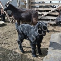 Коза Оренбургская