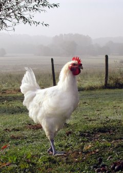 Пастереллез