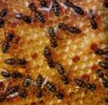 Польза пчелиного клея или применение прополиса в лечебных целях