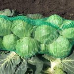 Капуста белокочанная