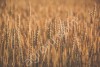 Семена озимой пшеницы и тритикале ЭС