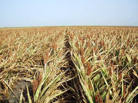 В Европе май станет самым жарким месяцем за 350 лет