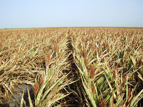 В Европе май станет самым жарким месяцем за 350 лет