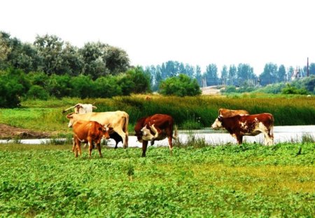 Страхуем коров