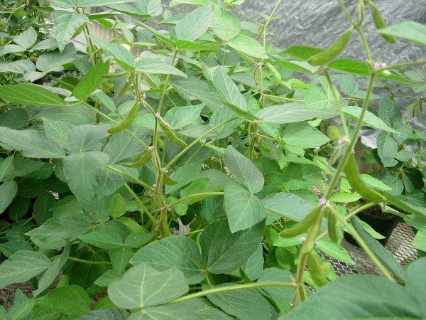 Америка: ГМО-пшеница - «за» и «против»