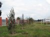 Посадить или прикопать?