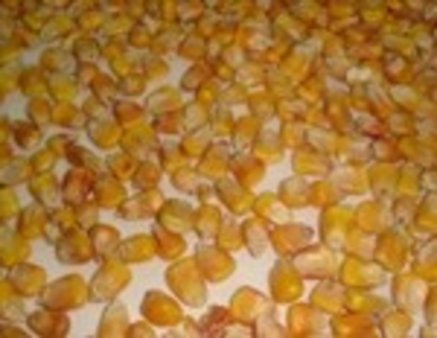 4 вагона с кукурузой отправили на переработку