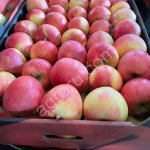 Яблоки оптом.