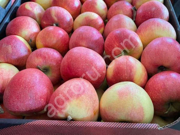 Яблоки оптом.