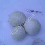 Белокочанная капуста оптом