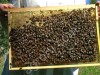 Пчелопакеты, пчелосемьи 2020