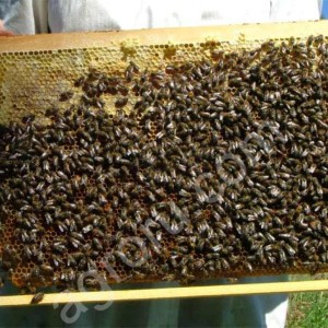 Пчелопакеты пчелосемьи