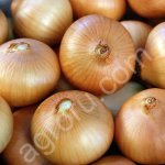 лук репчатый