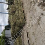 Сено кормовое для животных, эспарцет.