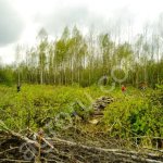 Расчистка и уборка участка от деревьев