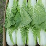 Пекинская капуста