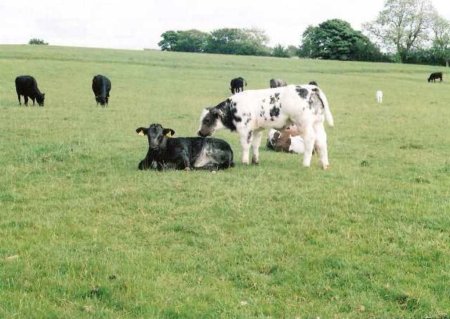 Украина: Дотации на корову уменьшили почти вдвое