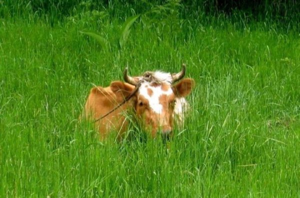 Производство молока по Новосибирской области