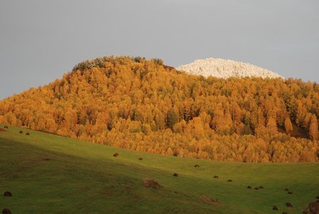 В Восточном Казахстане собран рекордный урожай зерна