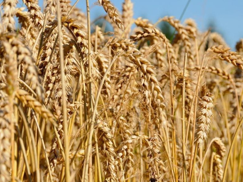 Краткий обзор зернового рынка