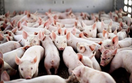 Краткий обзор рынка мяса