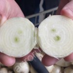 Лук на перо стардаст