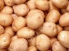 семенной картофель оптом от производителя