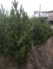 Сосна Живая Новогодняя оптом