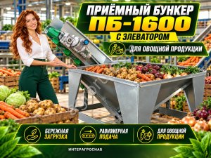 Приёмный бункер ПБ-1600 с элеватором для овощной продукции