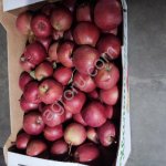 Яблоки российские оптом урожай 2026 года