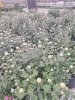 Хризантема мультифлора