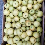 Яблоки Голден Делишес 55+ от производителя