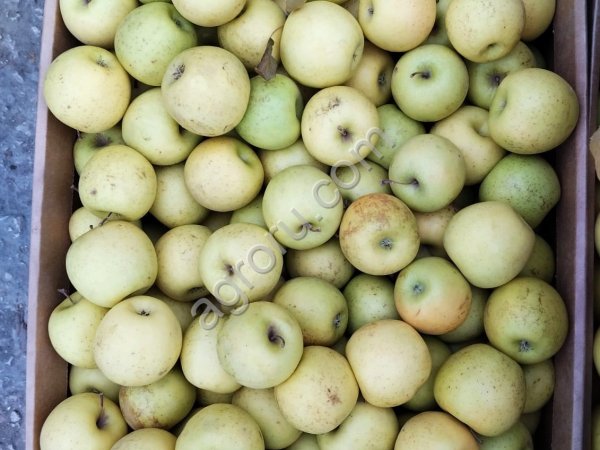 Яблоки Голден Делишес 55+ от производителя