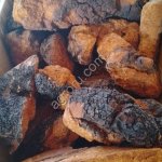 Чага берёзовая