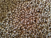 Семена сои Артика РС2 , Алиса РС 1