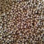 Семена сои Артика РС2 ,Алиса РС 1