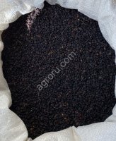 Плоды бузины черной