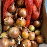 Лук Репчатый